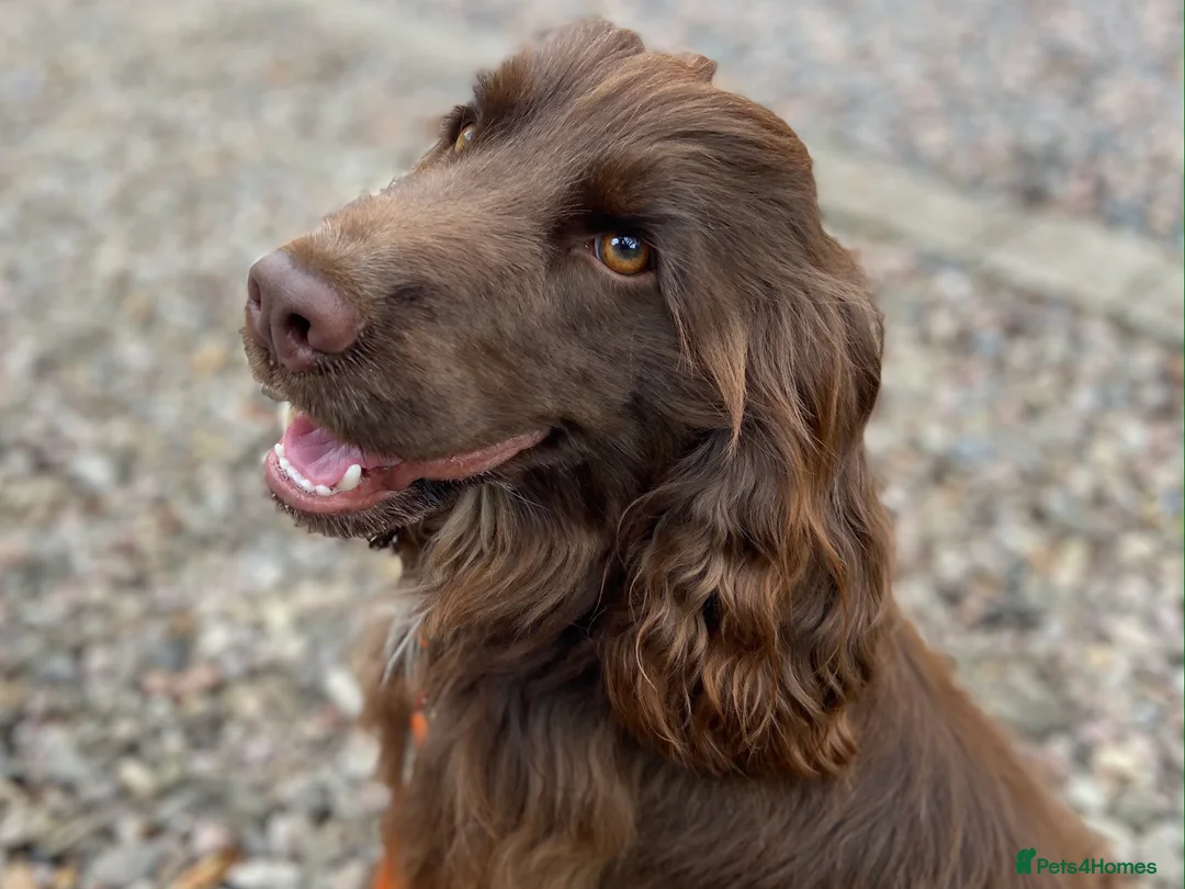 Cocker Spaniel dogs for stud: Fabulous Chocolate Show Cocker Spaniel Stud - Advert 6