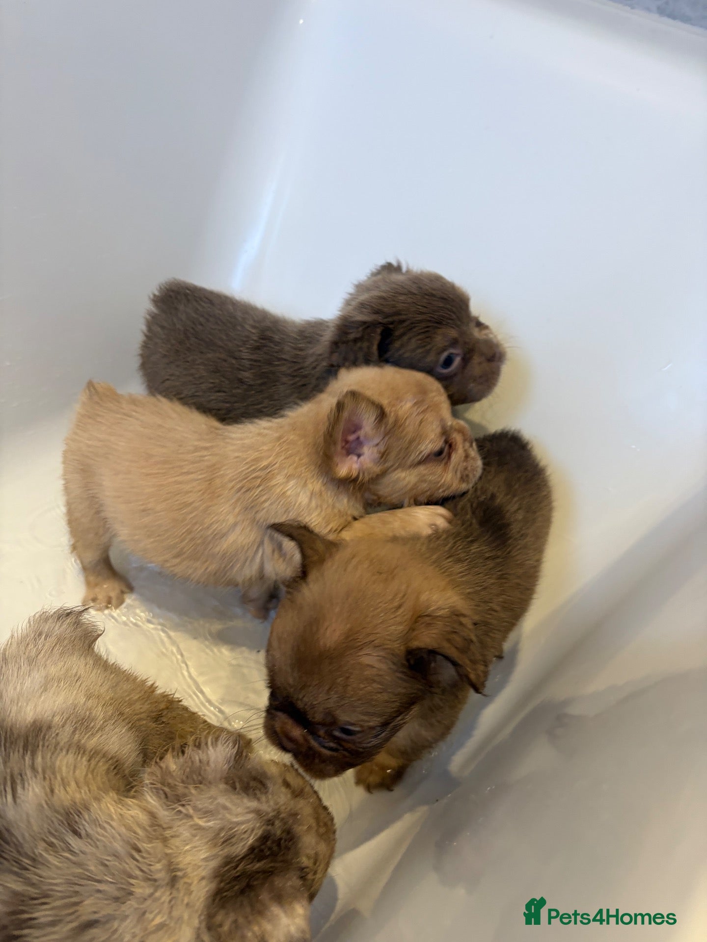 French Bulldog dogs for sale: Fluffy fenchie puppies  - Advert 2