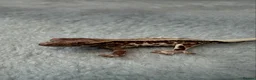Gecko reptiles for sale: Baby crested geckos + full setups REDUCED - Advert 3