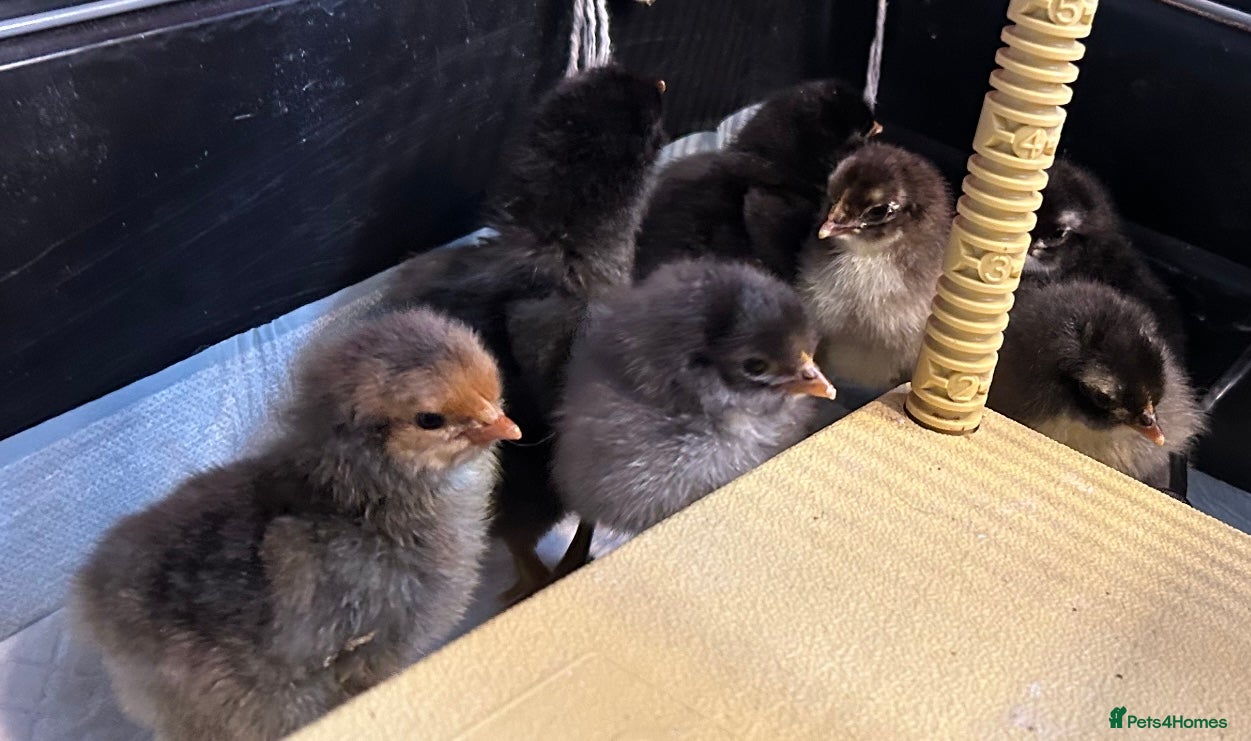 Chickens poultry ORPINGTON CHICKS FOR SALE - Advert 1