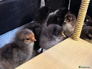 Chickens poultry for sale: ORPINGTON CHICKS FOR SALE - Advert 2