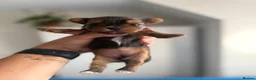 Yorkshire Terrier dogs for sale: 🌺 Pedigree Tiny Yorkie Puppies- Rare Colors 🌺 - Advert 8