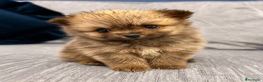 Pomeranian Puppy 2