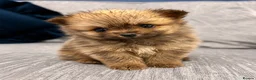 Pomeranian dogs for sale: Russian Pomeranians - Advert 3