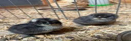 Chickens poultry for sale: Unsexed 1 week old pilkie chicks  in Norwich - Advert 4