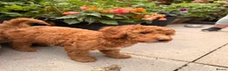Labradoodle dogs for sale: Ready to leave Miniature Labradoodle puppies - Advert 11