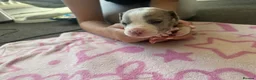 Staffordshire Bull Terrier dogs for sale: Staff puppies for sale  - Advert 35