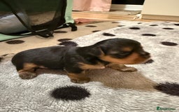 Mixed Breed dogs for sale: Yorki Puppies available from 21/12/25 - Advert 7