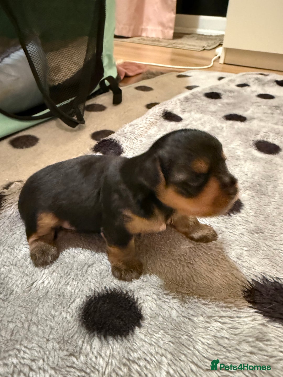 Mixed Breed dogs for sale: Yorki Puppies available from 21/12/25 - Advert 7