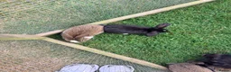 Mini Lion Lop rabbits for sale: Baby mini lop  - Advert 9