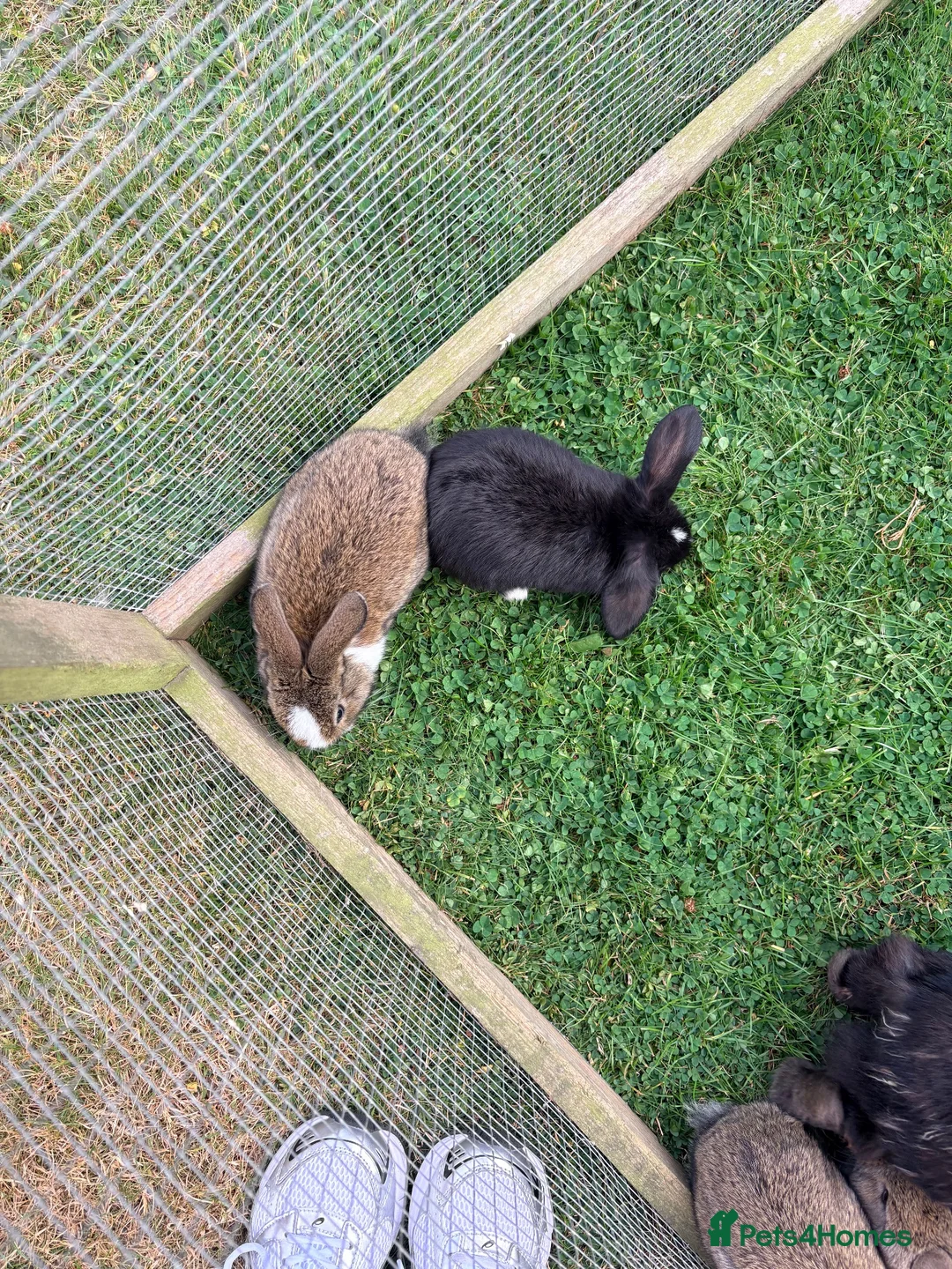 Mini Lion Lop rabbits for sale: Baby mini lop  - Advert 9