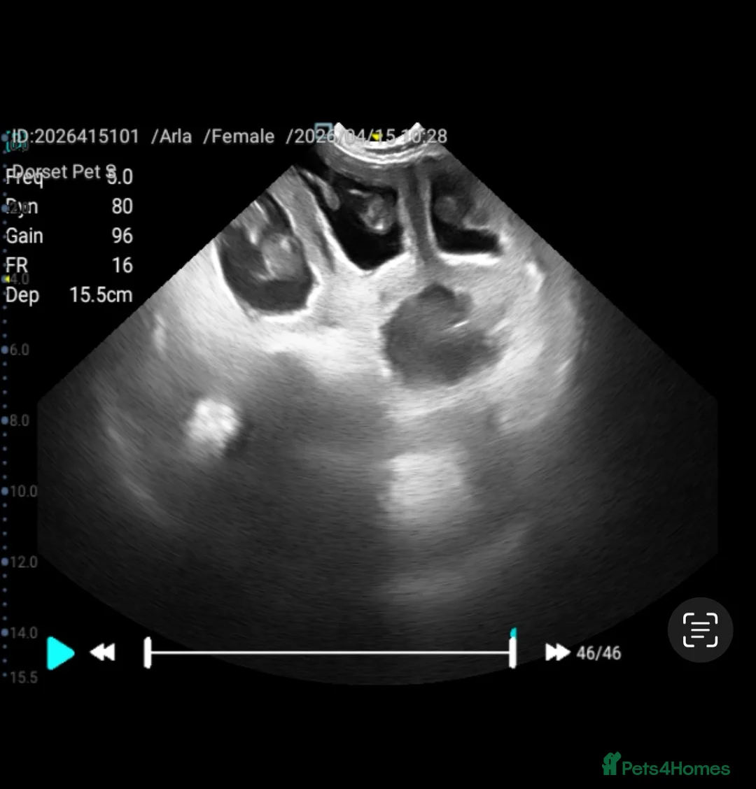 Cocker Spaniel dogs for sale: Golden English show type cocker spaniel  - Advert 4