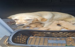 Golden Retriever dogs for sale: Golden retriever pups - Image 6