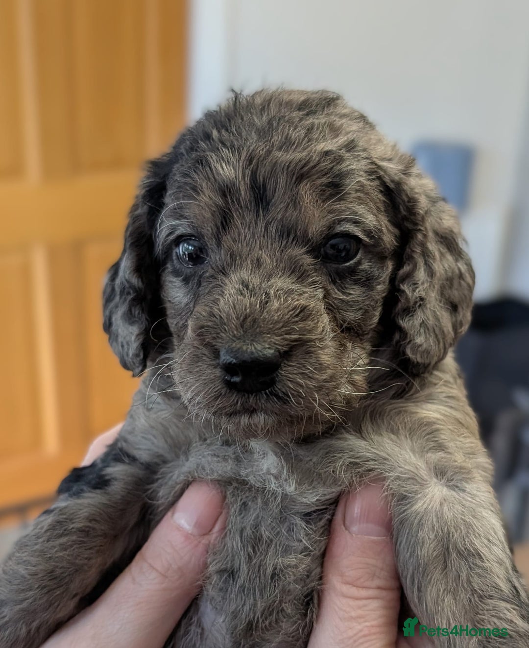 Australian Labradoodle dogs for sale: Adorable Miniature Australian Labradoodle Puppies - Image 7