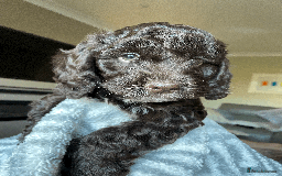 Cockapoo dogs for sale: Beautiful Thick coated Fluffy F1 Toy Cockapoo pups - Advert 27