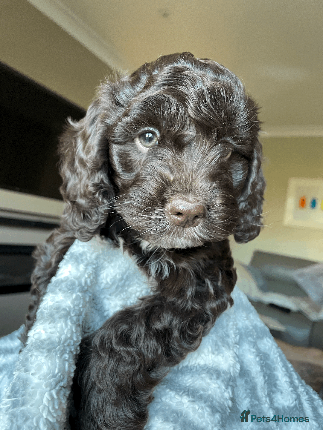 Cockapoo dogs for sale: Beautiful Thick coated Fluffy F1 Toy Cockapoo pups - Advert 27