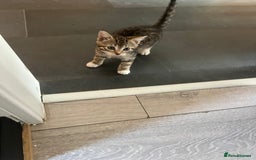 Mixed Breed cats for sale: Three Sweet Kittens Ready for a Loving Home - Image 13