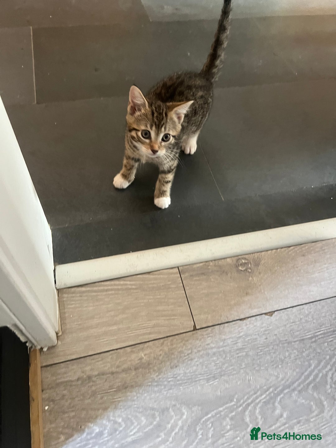 Mixed Breed cats for sale: Three Sweet Kittens Ready for a Loving Home - Image 13