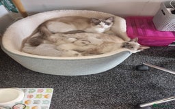 Ragdoll cats for sale: Beautiful Fluffy Ragdoll Kittens 💕🐱 - Image 12