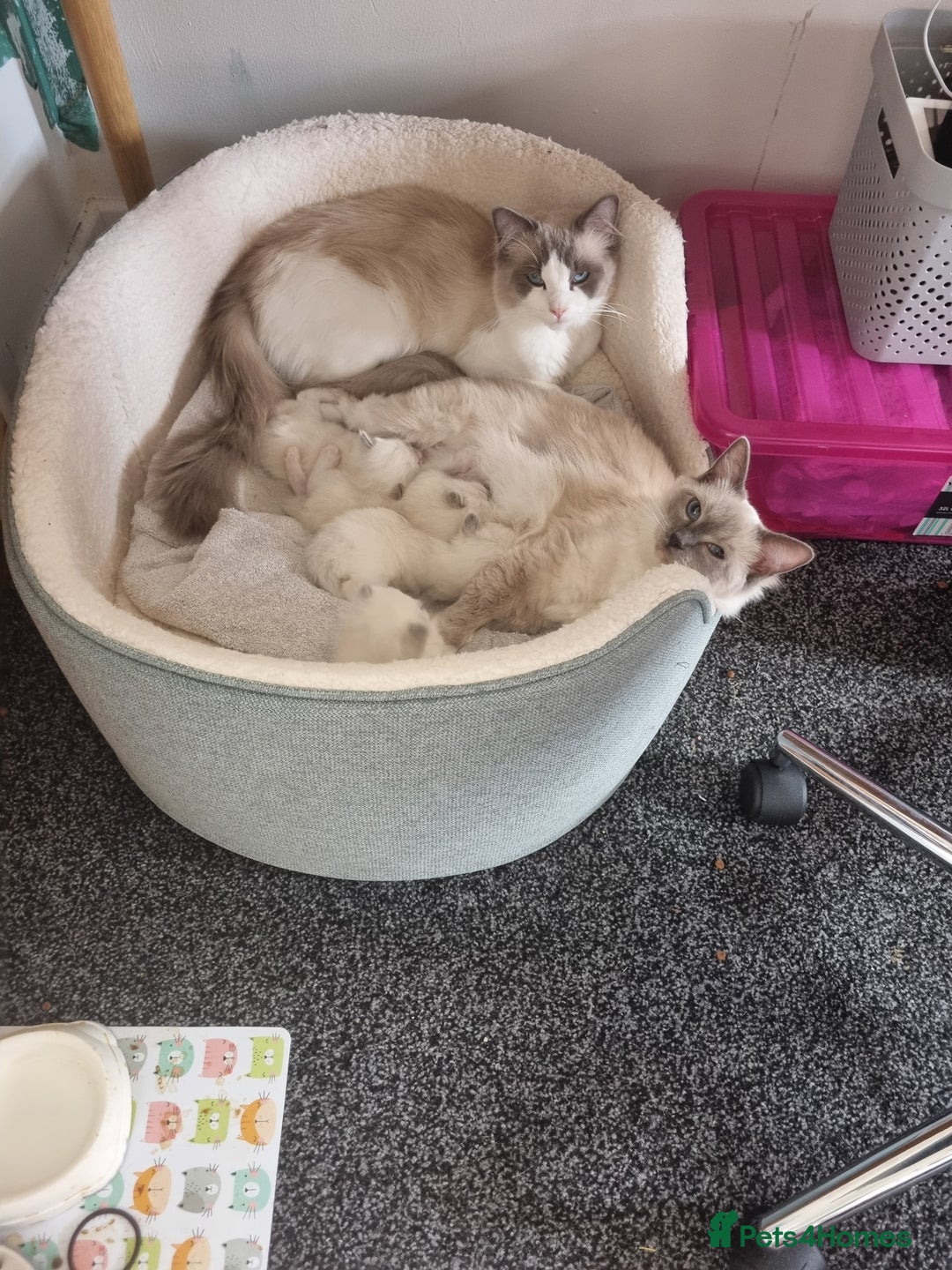 Ragdoll cats for sale: Beautiful Fluffy Ragdoll Kittens 💕🐱 - Image 12