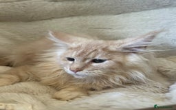 Maine Coon cats for sale: Stunning Mainecoon kittens  - Image 17
