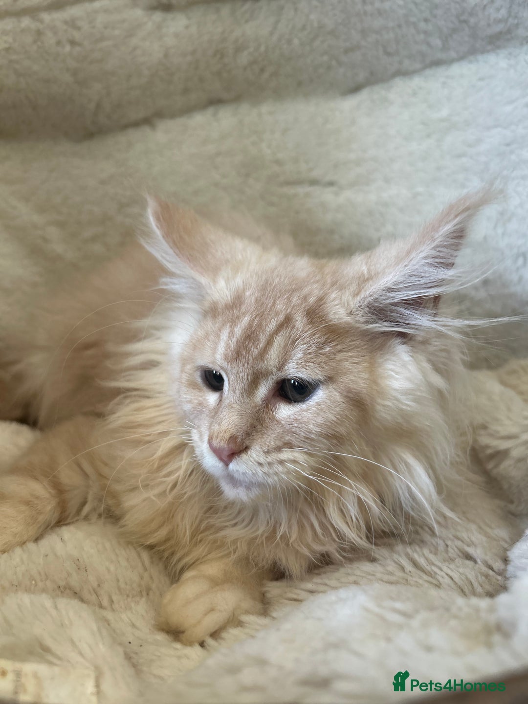 Maine Coon cats for sale: Stunning Mainecoon kittens  - Image 17