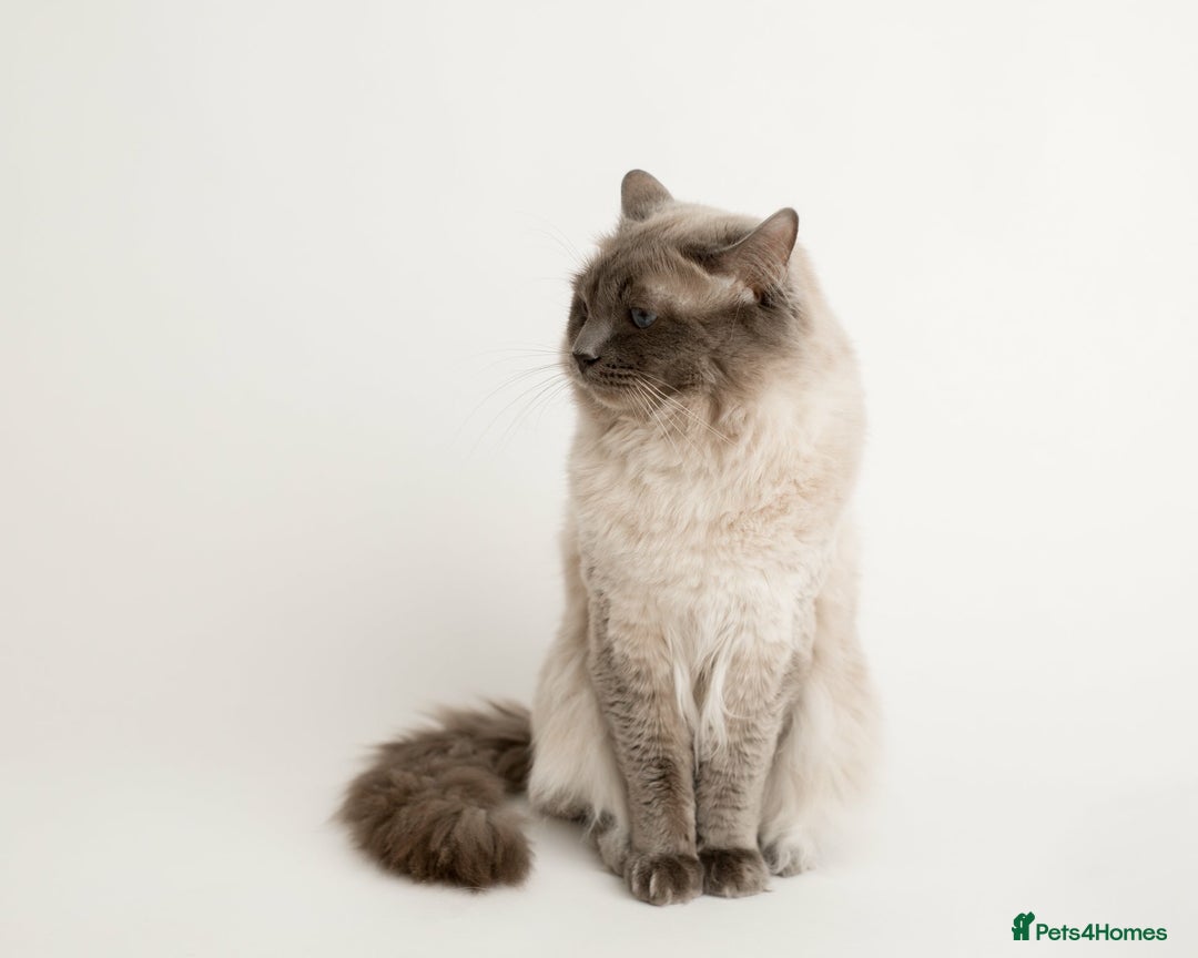 Ragdoll cats for stud: Handsome Ragdoll Stud Blue Point chocolate carrier - Advert 4