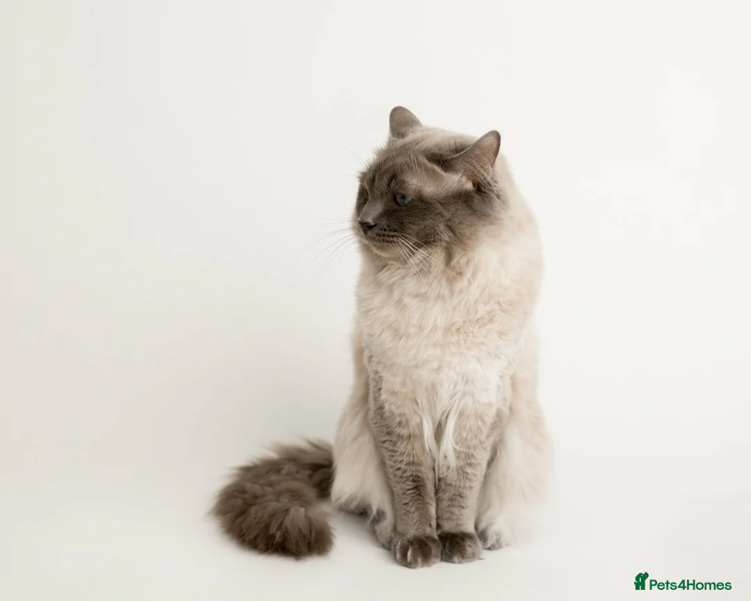 Ragdoll cats for stud: Handsome Ragdoll Stud Blue Point chocolate carrier - Advert 2