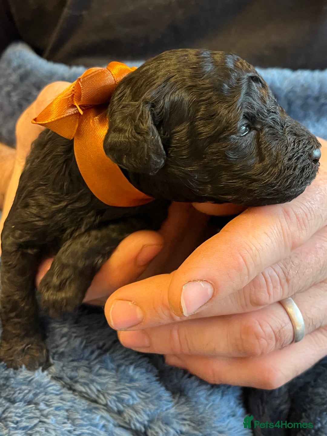 Miniature Poodle dogs for sale: Gorgeous miniature poodle pups - Image 17