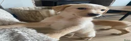 Mixed Breed dogs for sale: Lurcher puppies ready for forever homes - Advert 9