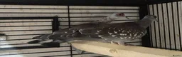 Parakeets birds for sale: Alsort cage n aviary birds  - Advert 9