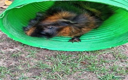 Guinea Pig rodents for sale: Male Guinea Pig - Image 1