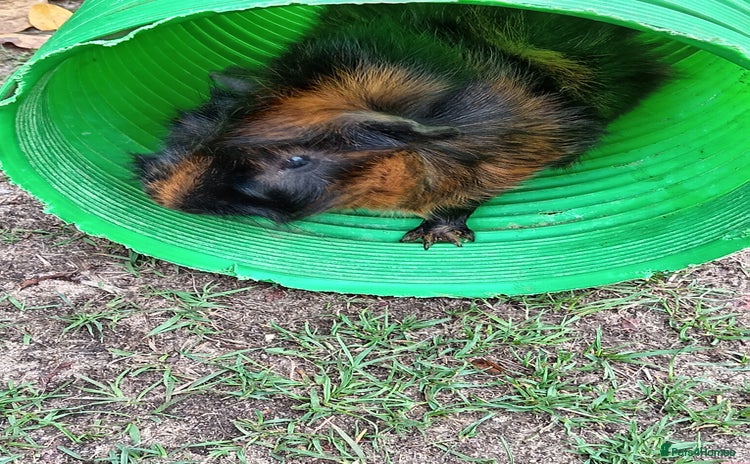 Guinea Pig rodents - Advert 5