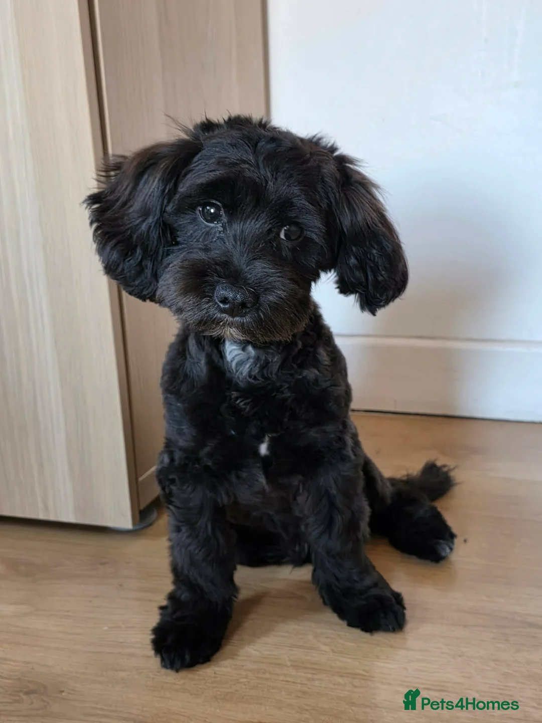 Shihpoo dogs for sale: Beautiful Shihpoo in Leeds - Advert 1