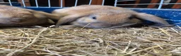 Mini Lop rabbits for sale: Adorable Mini Lop Baby Bunnies  - Advert 4