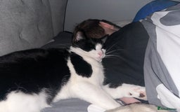 Domestic Shorthair cats for sale: 2 year old male cat - Image 23