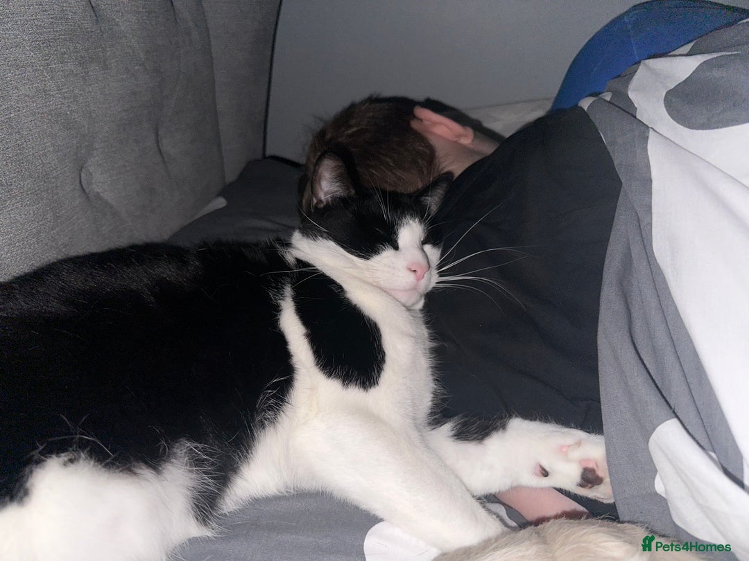 Domestic Shorthair cats for sale: 2 year old male cat - Image 23