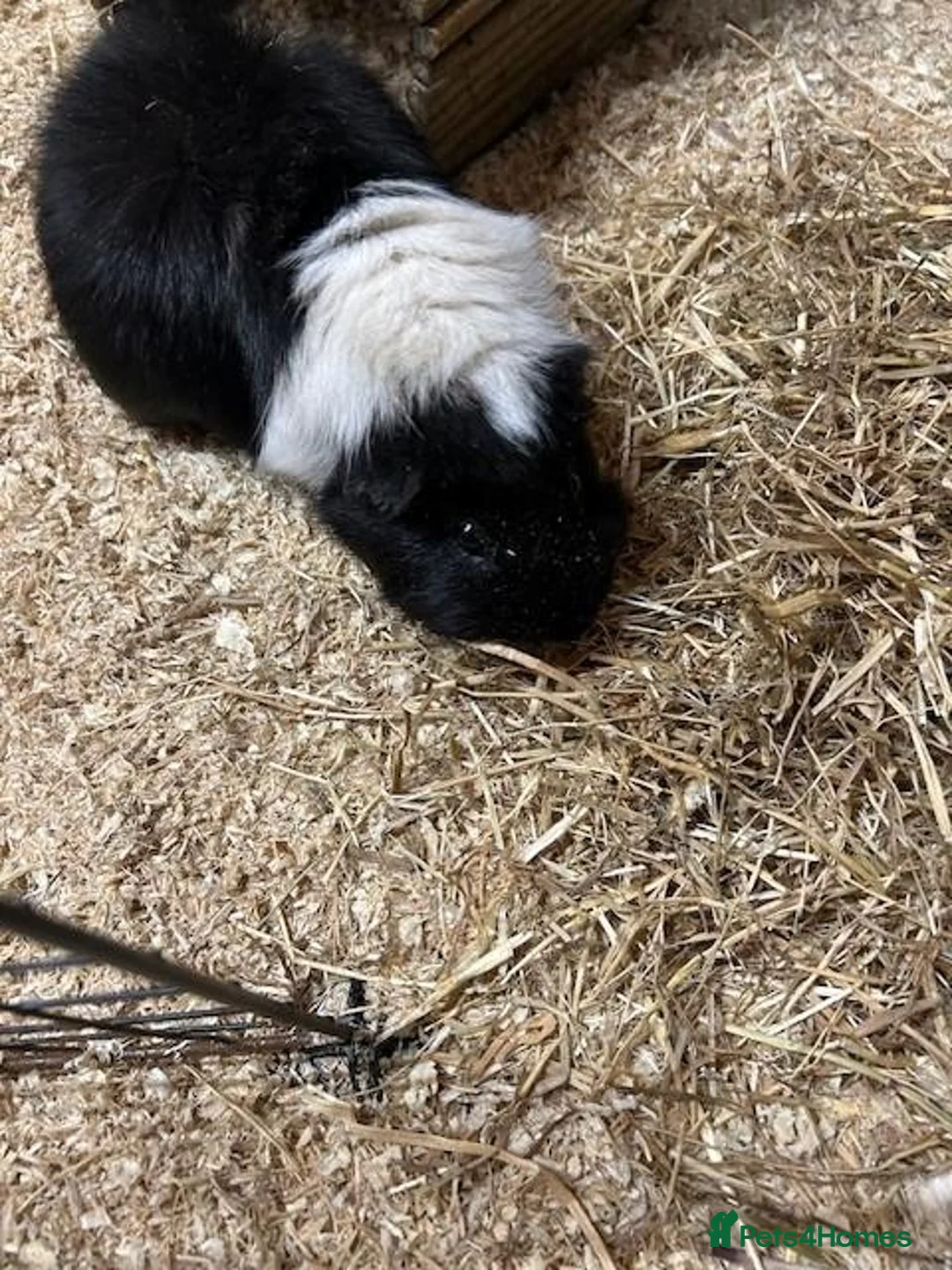 Guinea Pig rodents for sale: Free to good home pair of acquainted males in Droitwich - Advert 2