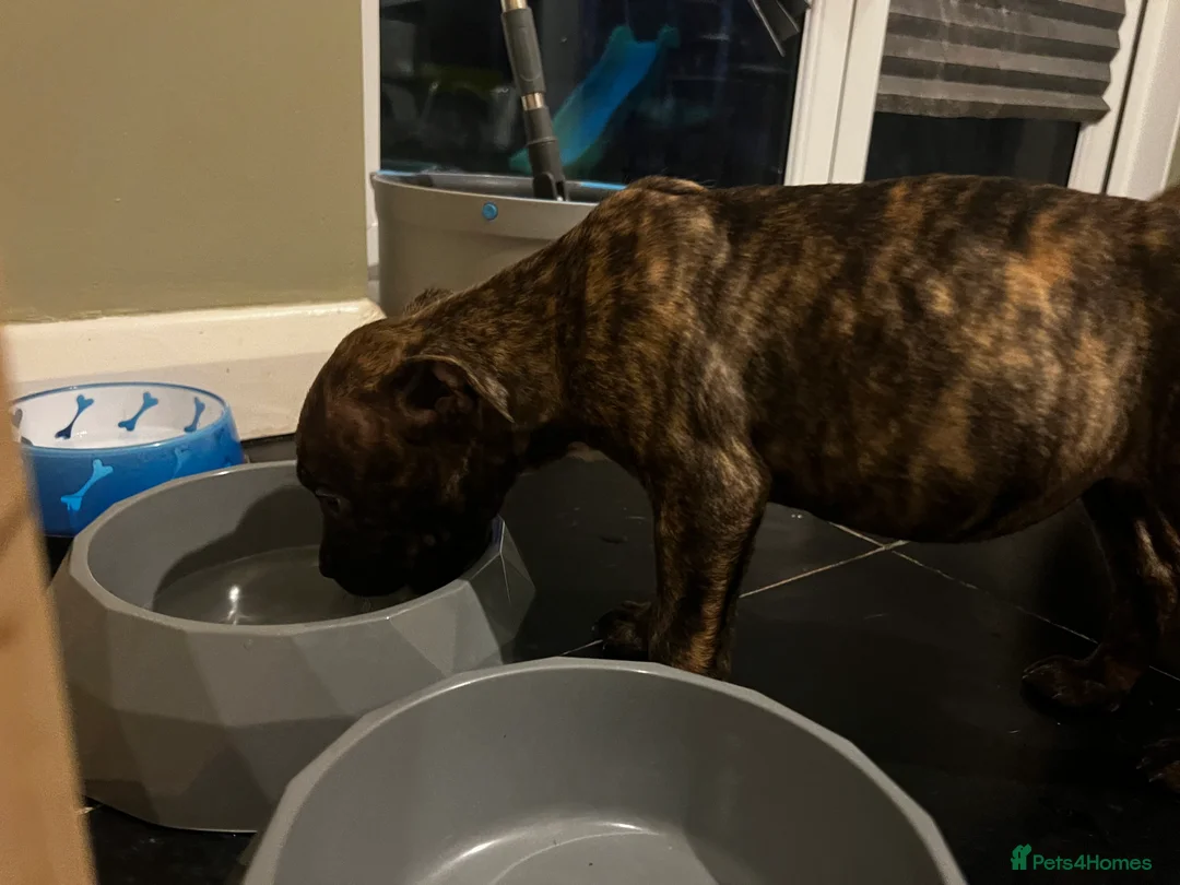 Mixed Breed dogs for sale: Blue Staffy x Boerboel – Ready for a Home - Advert 13