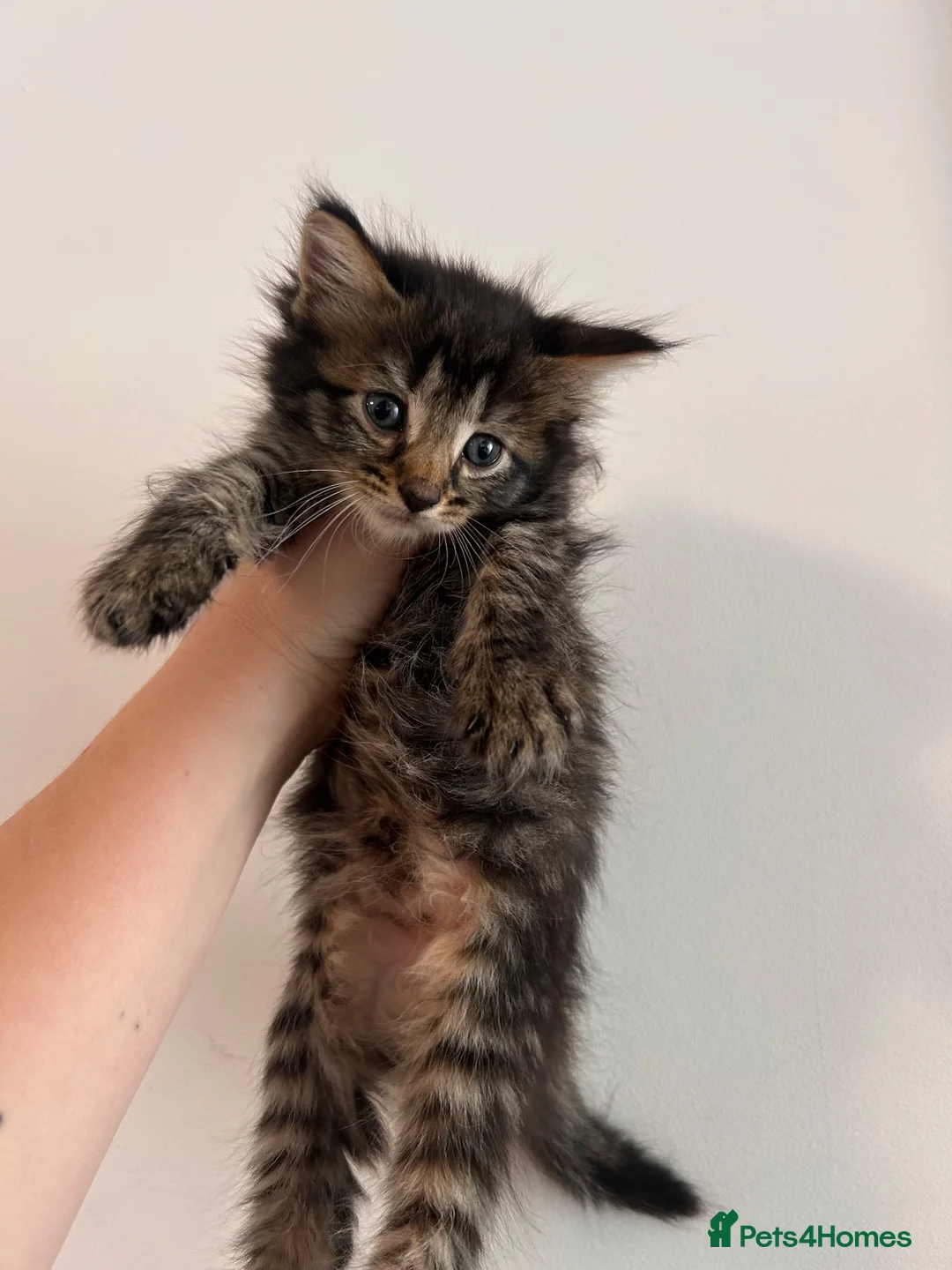 Mixed Breed cats for sale: Kittens looking for loving homes - Advert 2