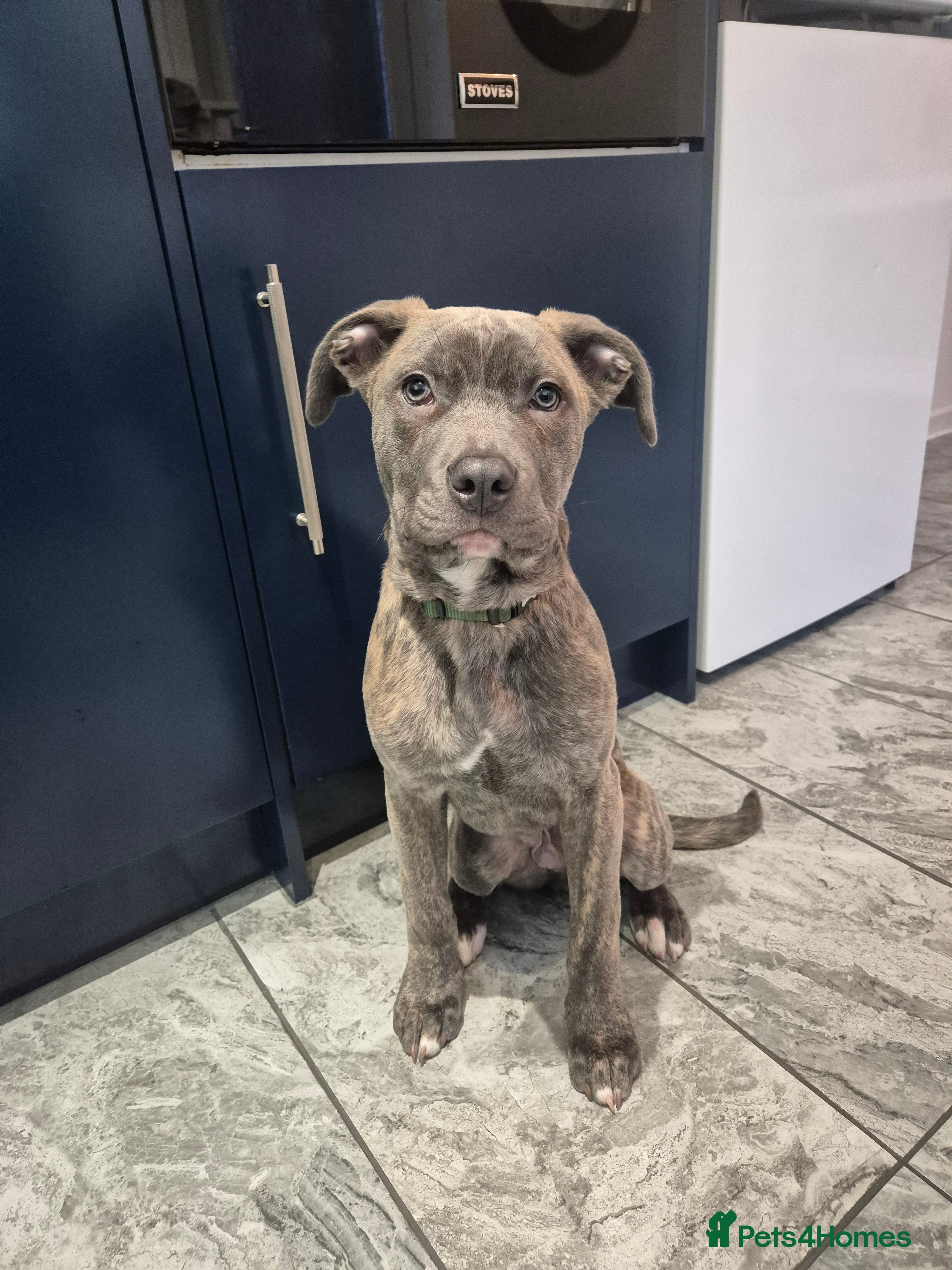 Mixed Breed dogs for sale: Rehoming 7 month old creed.  - Advert 1