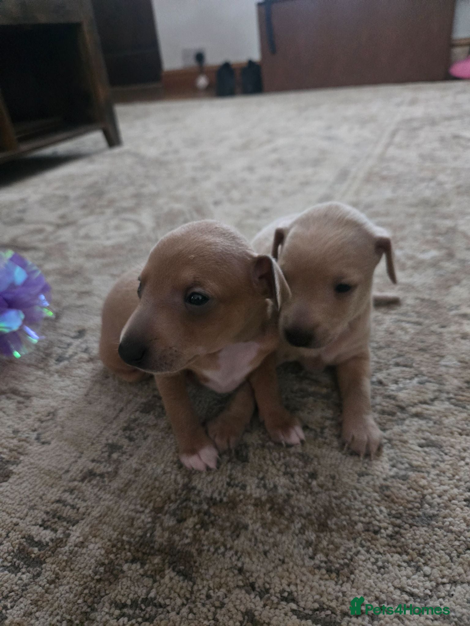 Italian Greyhound dogs 2 tiny KC registered Italian Greyhound boys - Advert 7