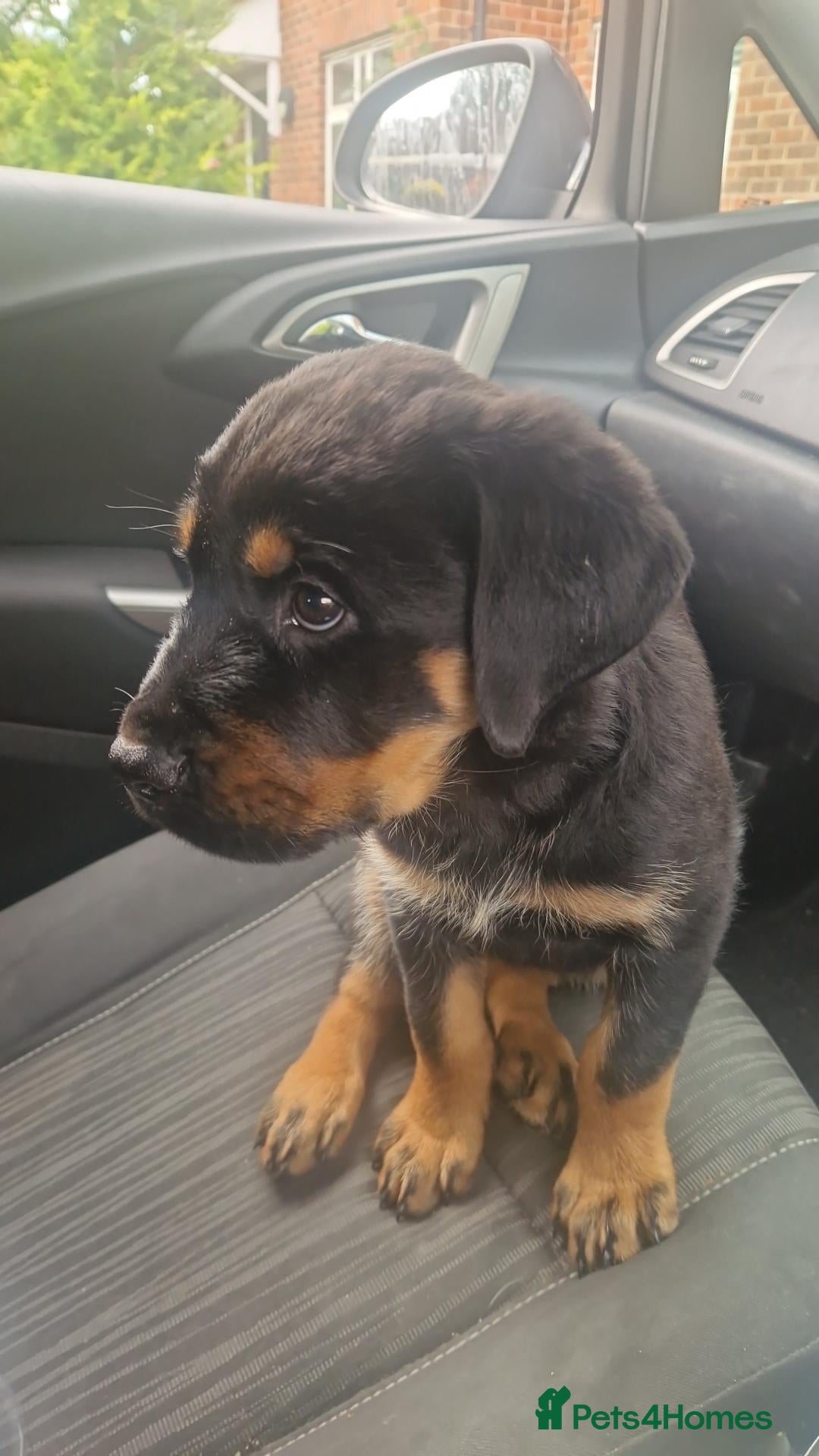 Rottweiler dogs Reduced LASTFEMALE PURE German rottweiler puppies  - Advert 1