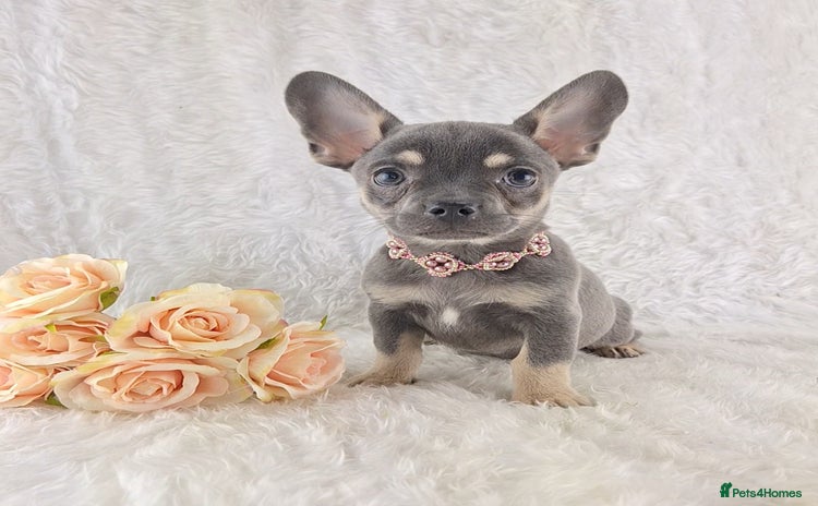 Chihuahua dogs - Advert 2