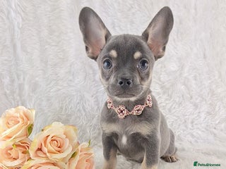 Chihuahua dogs - Advert 3