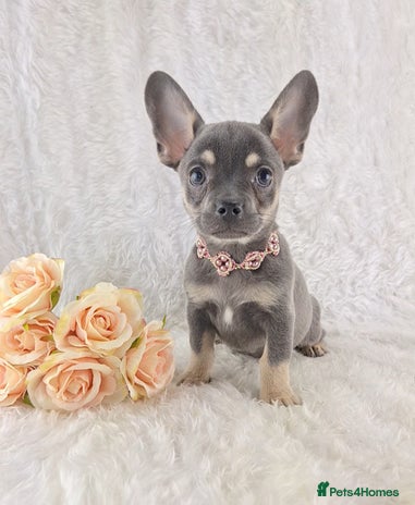 Chihuahua dogs - Advert 1