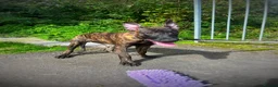 Belgian Shepherd Dog dogs for sale: Herder puppies x (working lines) - Advert 4