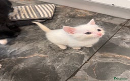 Turkish Angora cats for sale: Turkish angora  - Image 1