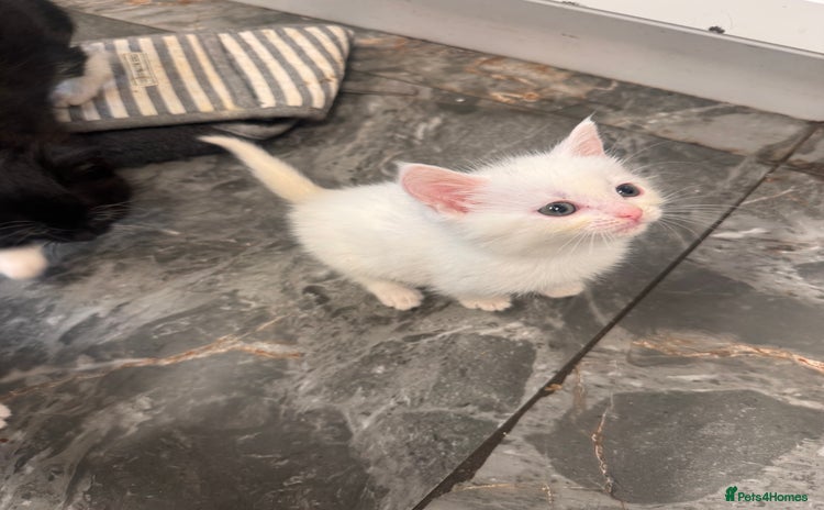Turkish Angora cats - Advert 1