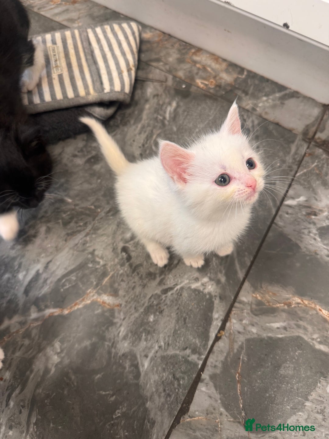 Turkish Angora cats for sale: Turkish angora  - Image 1